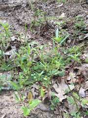 Slender threeseed mercury (Acalypha monococca)