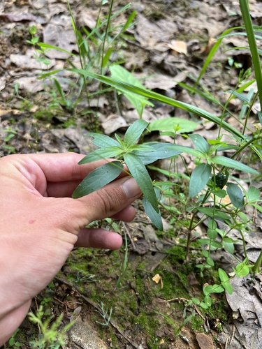 Slender threeseed mercury (Acalypha monococca)