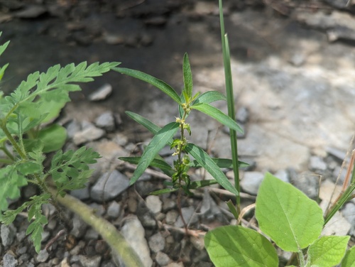 Slender threeseed mercury (Acalypha monococca)