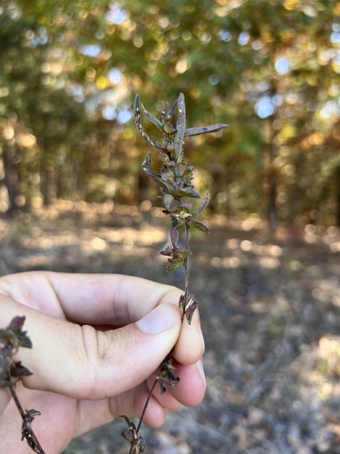 Slender threeseed mercury (Acalypha monococca)
