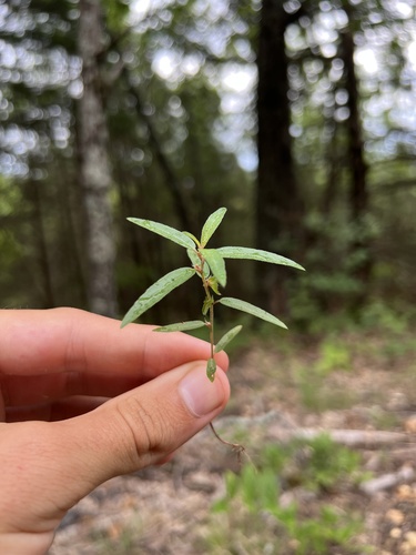 Slender threeseed mercury (Acalypha monococca)