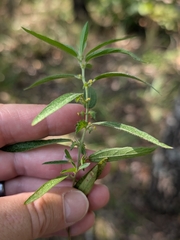 Slender threeseed mercury (Acalypha monococca)