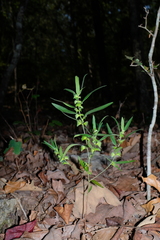 Slender threeseed mercury (Acalypha monococca)