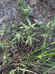 Slender threeseed mercury (Acalypha monococca)
