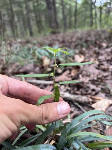 Slender threeseed mercury (Acalypha monococca)