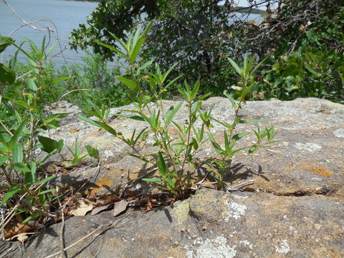 Slender threeseed mercury (Acalypha monococca)