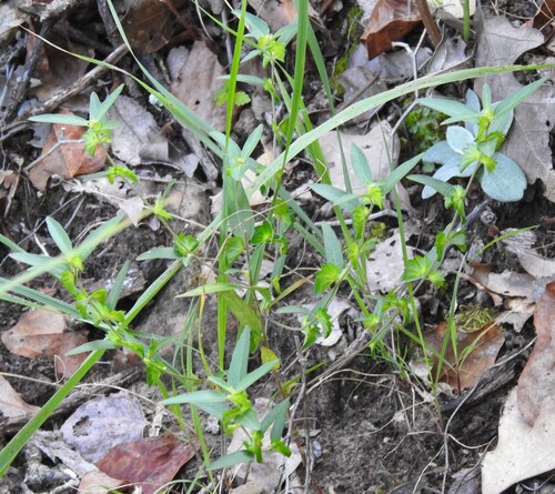 Slender threeseed mercury (Acalypha monococca)