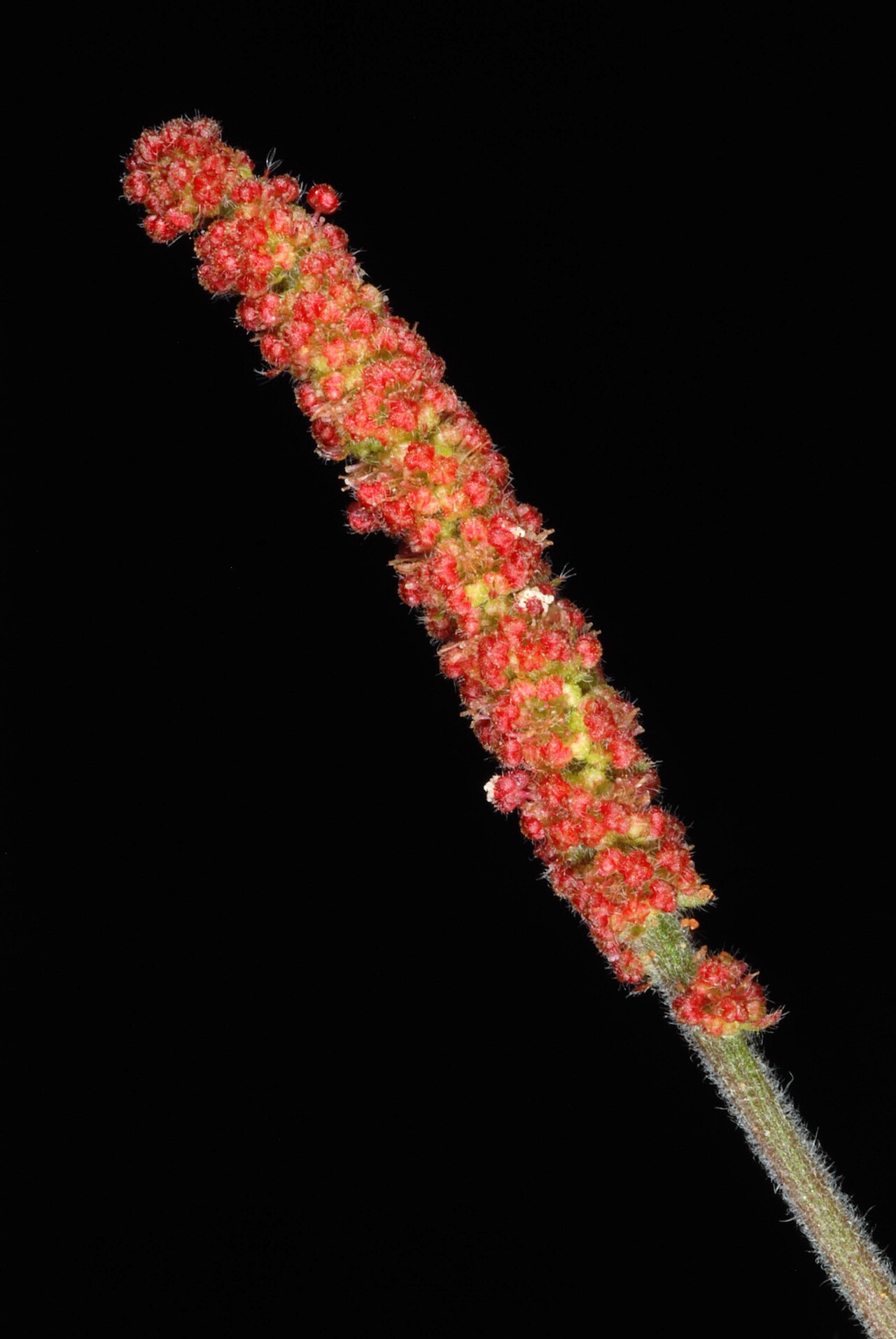 Round copperleaf: Acalypha monostachya