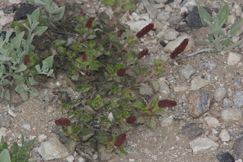 Round copperleaf (Acalypha monostachya)