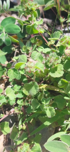 Round copperleaf (Acalypha monostachya)