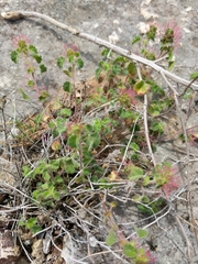 Round copperleaf (Acalypha monostachya)