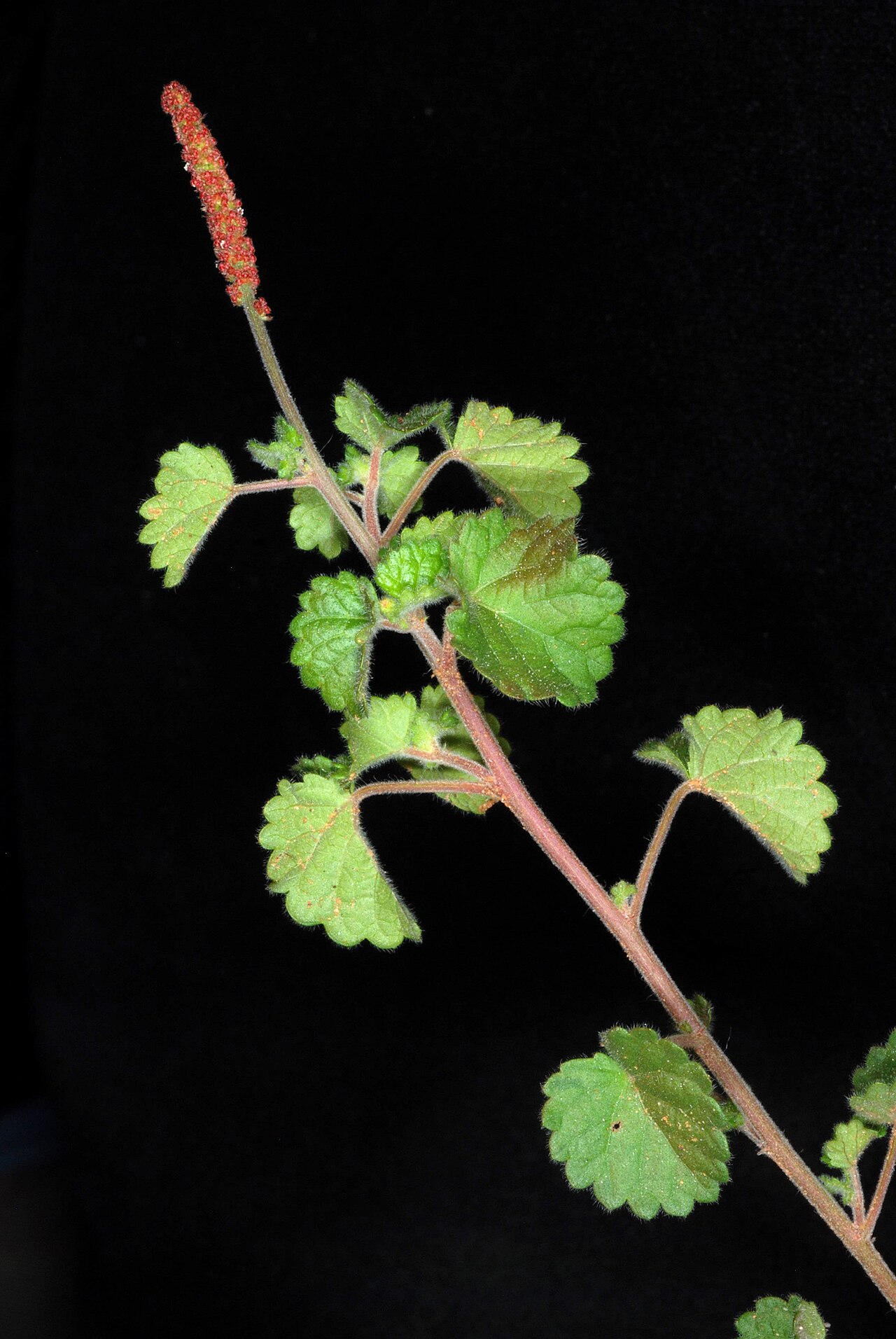 Round copperleaf: Acalypha monostachya