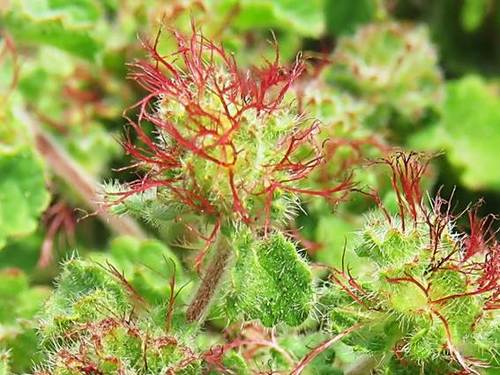 Round copperleaf (Acalypha monostachya)