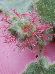 Round copperleaf (Acalypha monostachya)