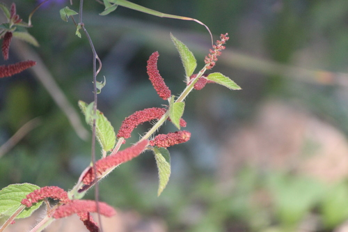 Round copperleaf (Acalypha monostachya)