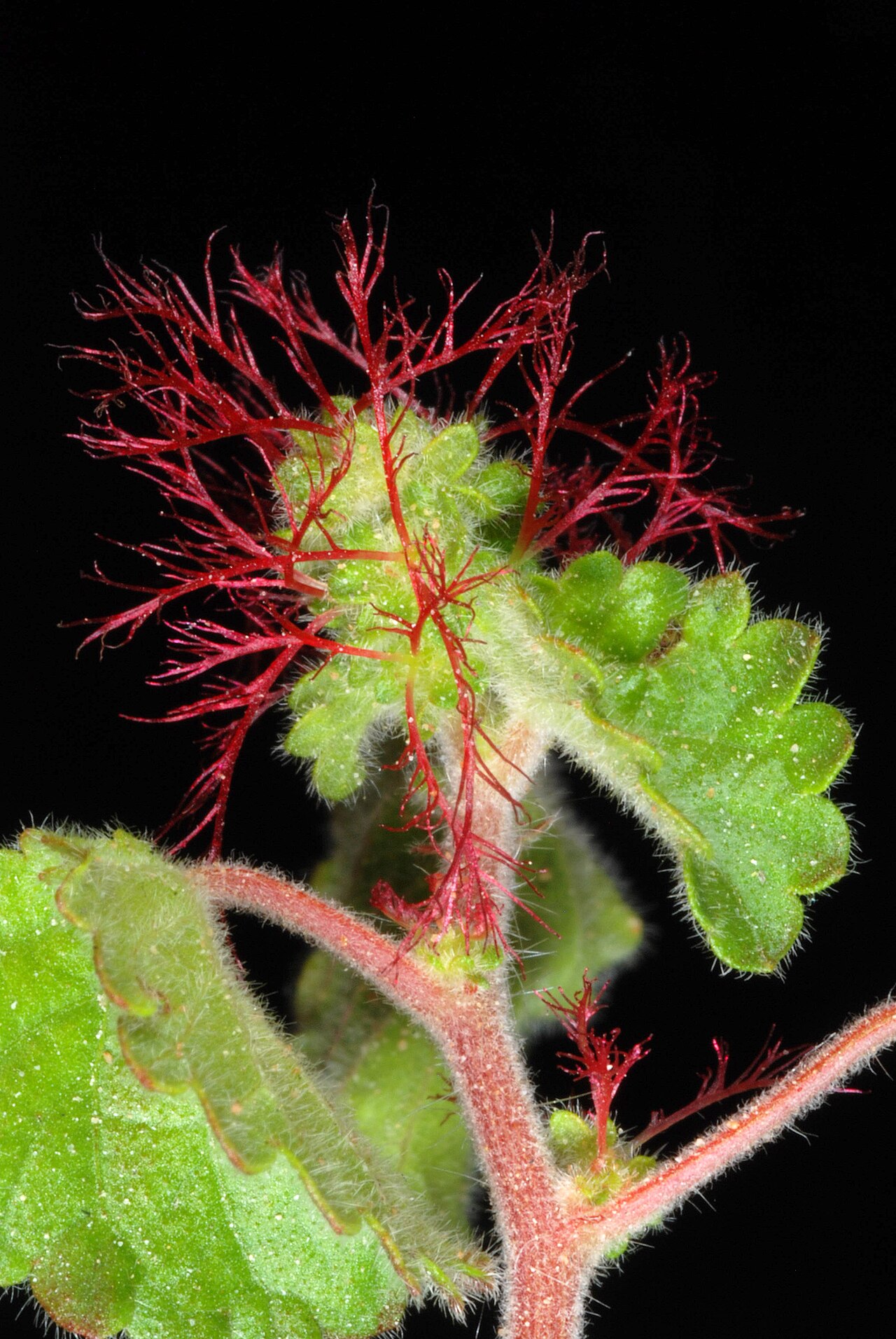 Round copperleaf: Acalypha monostachya