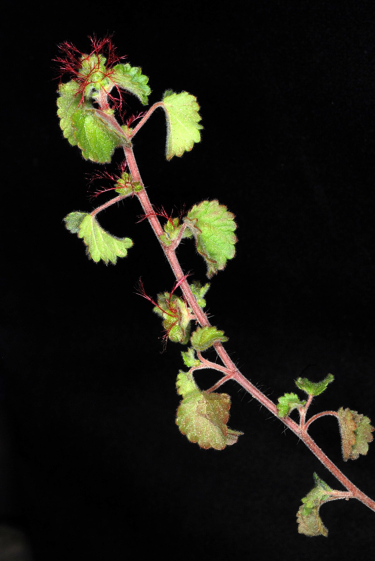 Round copperleaf: Acalypha monostachya