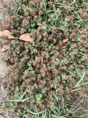 Round copperleaf (Acalypha monostachya)