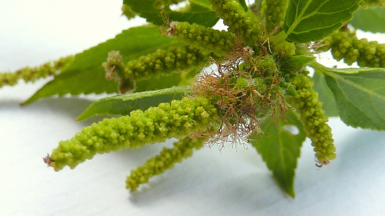 Acalypha multicaulis: Acalypha multicaulis Müll. Arg.