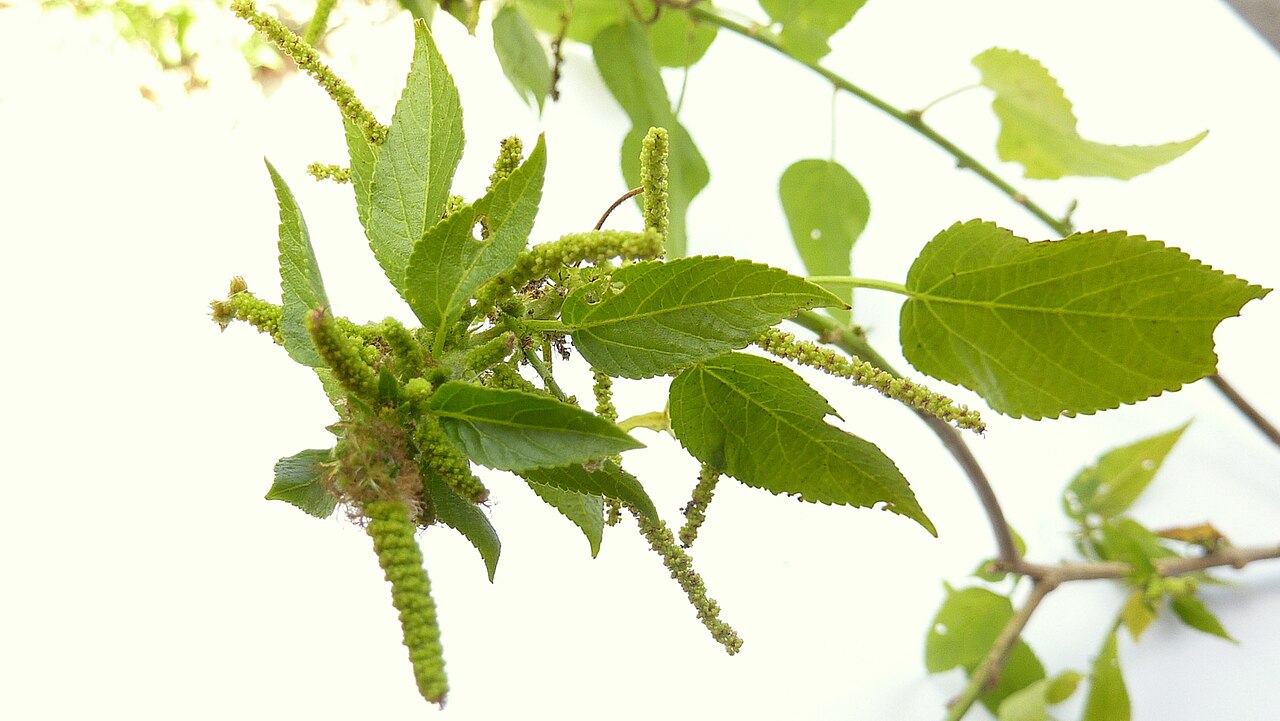 Acalypha multicaulis: Acalypha multicaulis Müll. Arg.