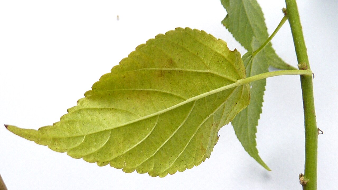 Acalypha multicaulis: Acalypha multicaulis Müll. Arg.