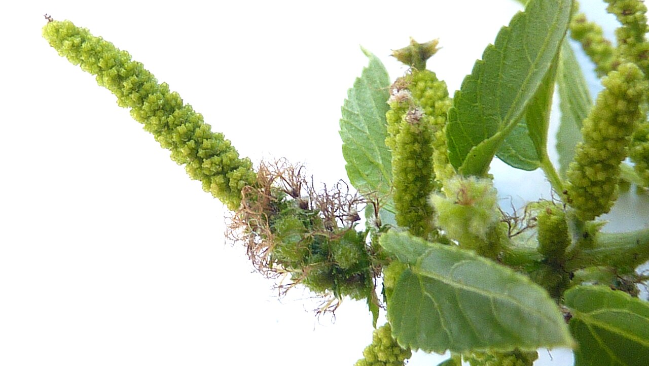 Acalypha multicaulis: Acalypha multicaulis Müll. Arg.