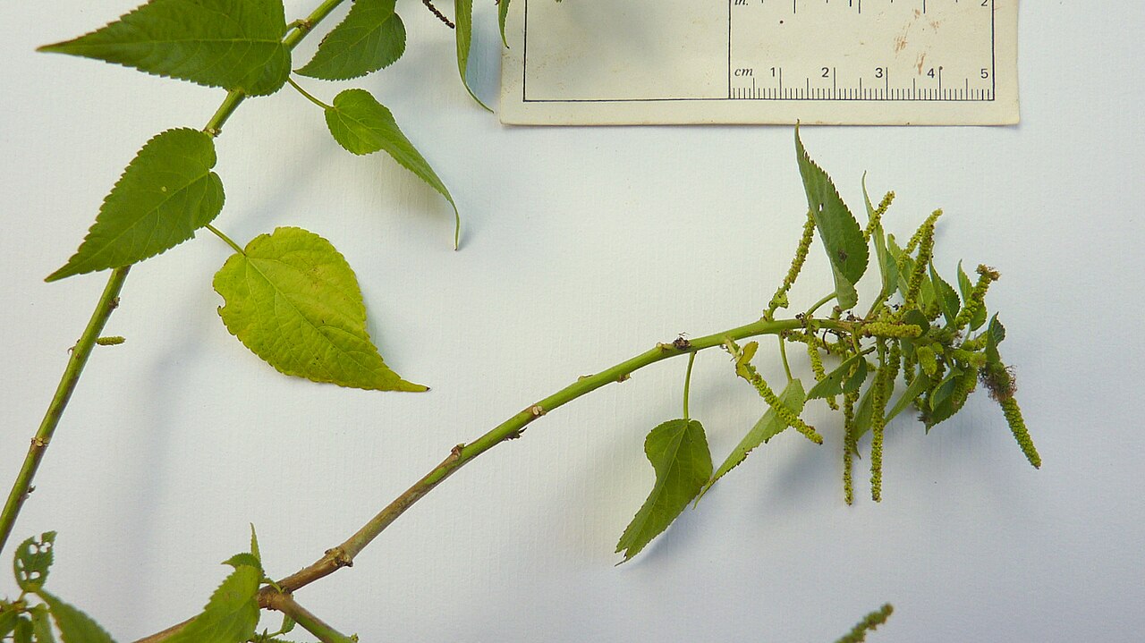Acalypha multicaulis: Acalypha multicaulis Müll. Arg.