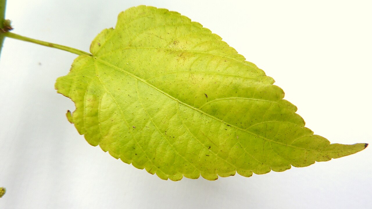 Acalypha multicaulis: Acalypha multicaulis Müll. Arg.
