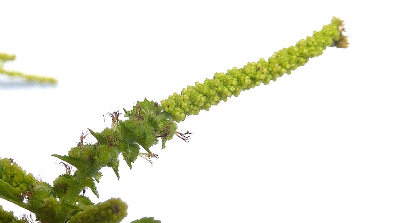 Acalypha multicaulis: Acalypha multicaulis Müll. Arg.