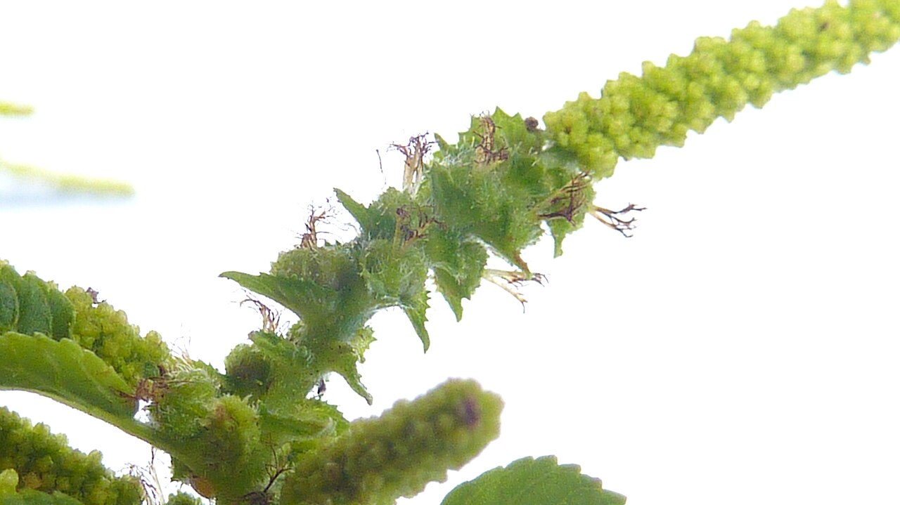 Acalypha multicaulis: Acalypha multicaulis Müll. Arg.