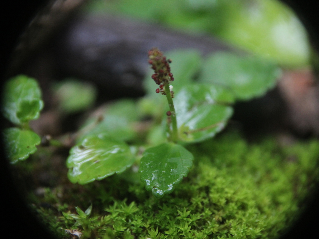 Acalypha nana (Acalypha nana)