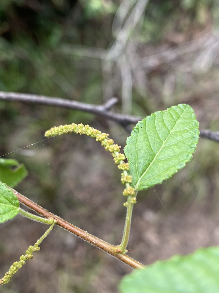 Acalypha nemorum (Acalypha nemorum)