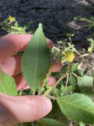 Acalypha nemorum (Acalypha nemorum)