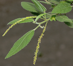 Acalypha nemorum (Acalypha nemorum)