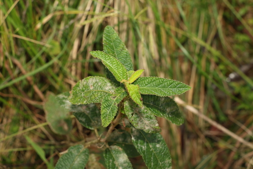 Acalypha nemorum (Acalypha nemorum)