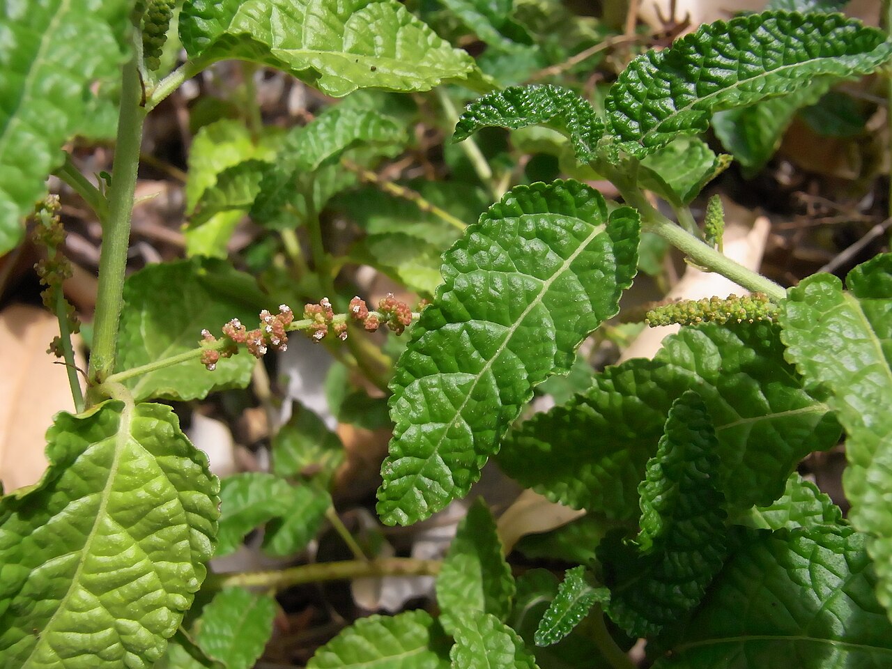 Acalypha nemorum: Acalypha nemorum at the Royal Botanic Gardens, Sydney