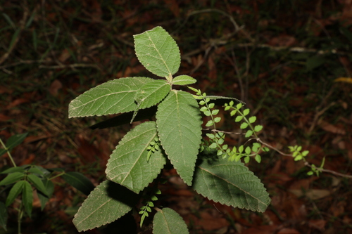 Acalypha nemorum (Acalypha nemorum)