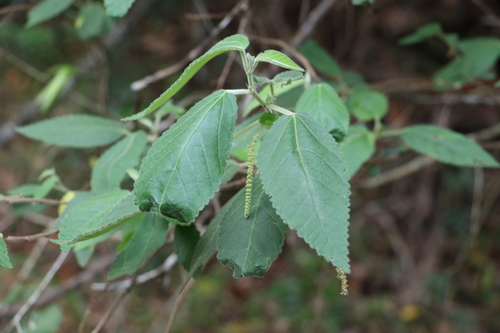 Acalypha nemorum (Acalypha nemorum)
