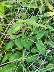Acalypha nemorum (Acalypha nemorum)