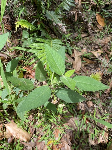 Acalypha nemorum (Acalypha nemorum)