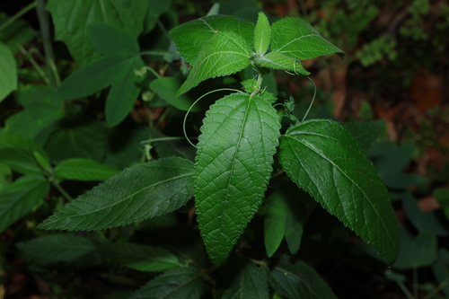 Acalypha nemorum (Acalypha nemorum)