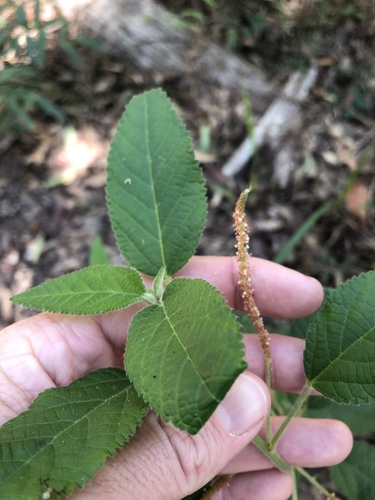Acalypha nemorum (Acalypha nemorum)