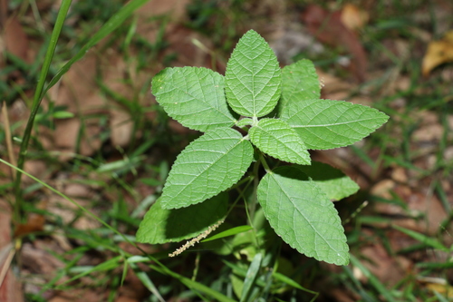 Acalypha nemorum (Acalypha nemorum)