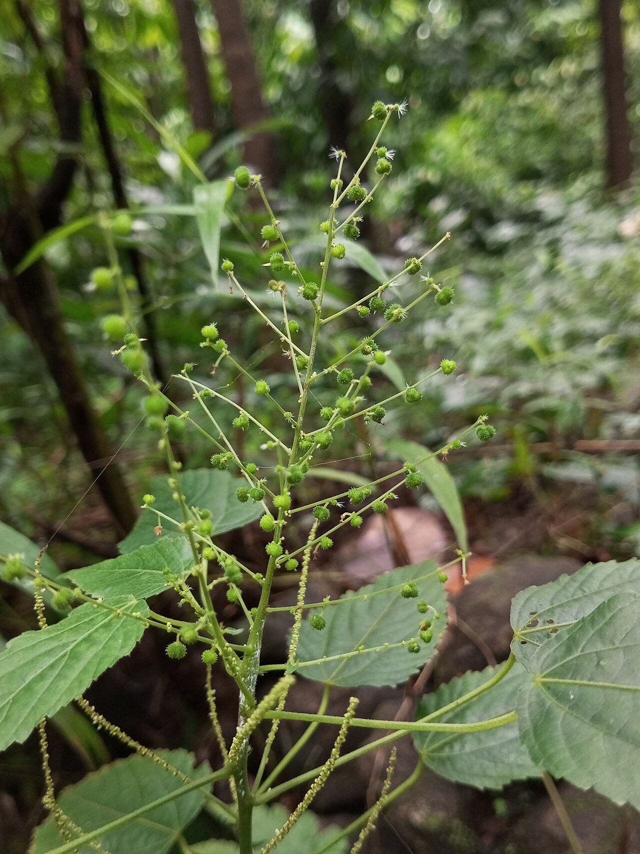 Acalypha paniculata: Nativeplants botanical garden, Pulikurumba