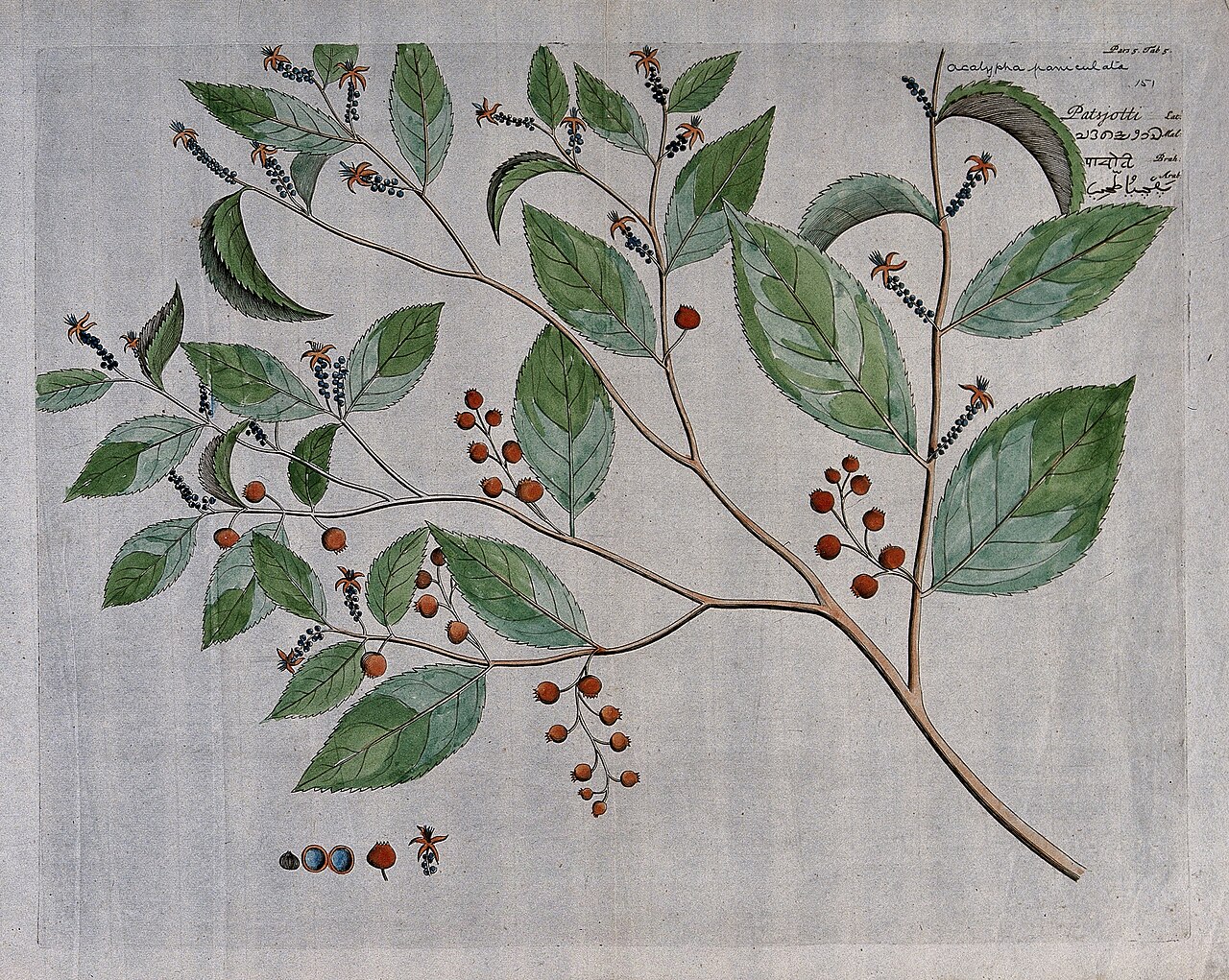 Acalypha paniculata: patsjotti Hortus Malabaricus , vol. 5:9-10, tab. 5. A plant (Symplocos cochinchinensis): branch with flowers and fruit, separate flowers and fruit and cross-sec