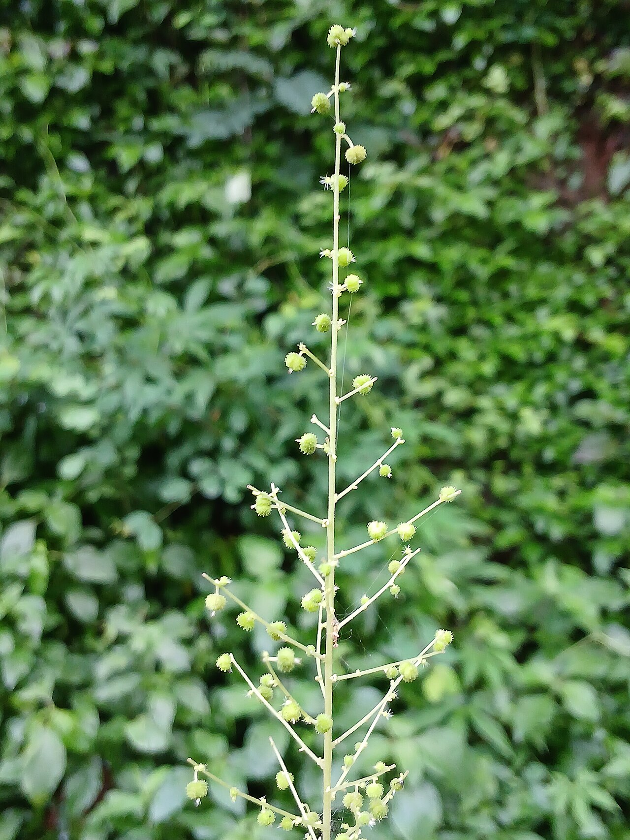Acalypha paniculata: Acalypha paniculata