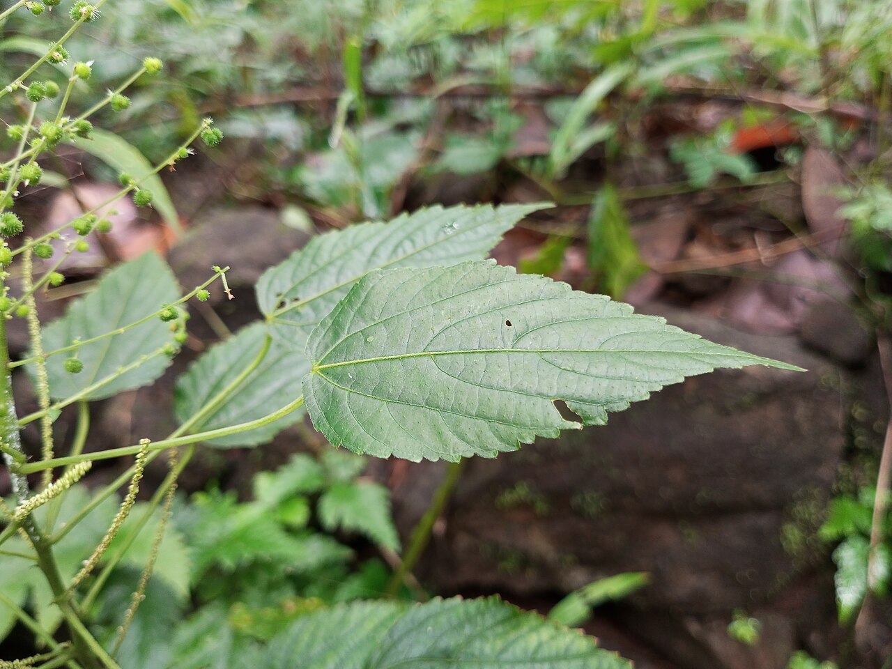 Acalypha paniculata: Nativeplants botanical garden, Pulikurumba