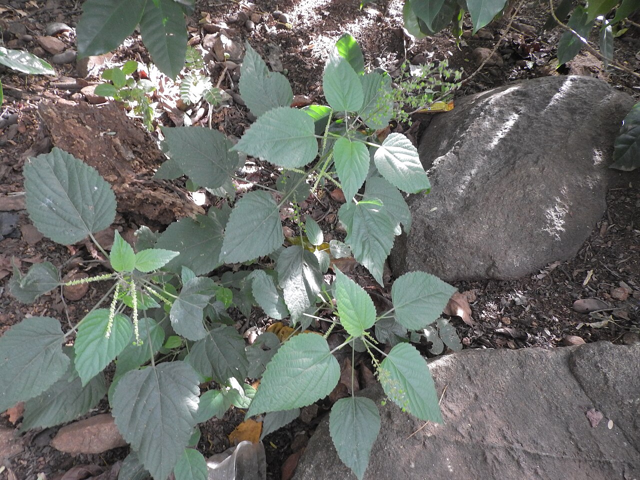 Acalypha paniculata: Euphorbiaceae-herb,leaves margin crenate-serrate,flowers unsexual.