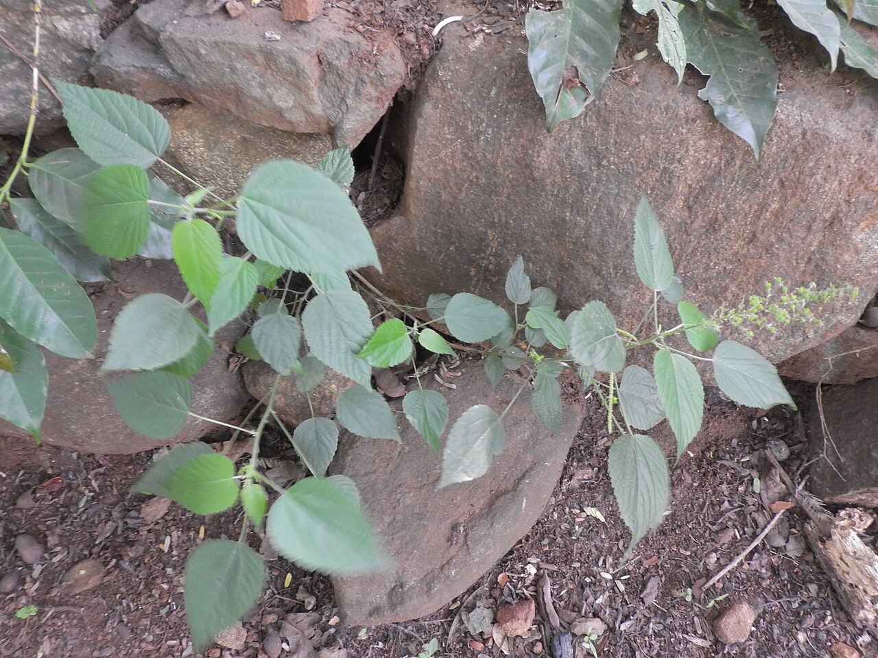 Acalypha paniculata: Euphorbiaceae-herb,leaves margin crenate-serrate,flowers unsexual.