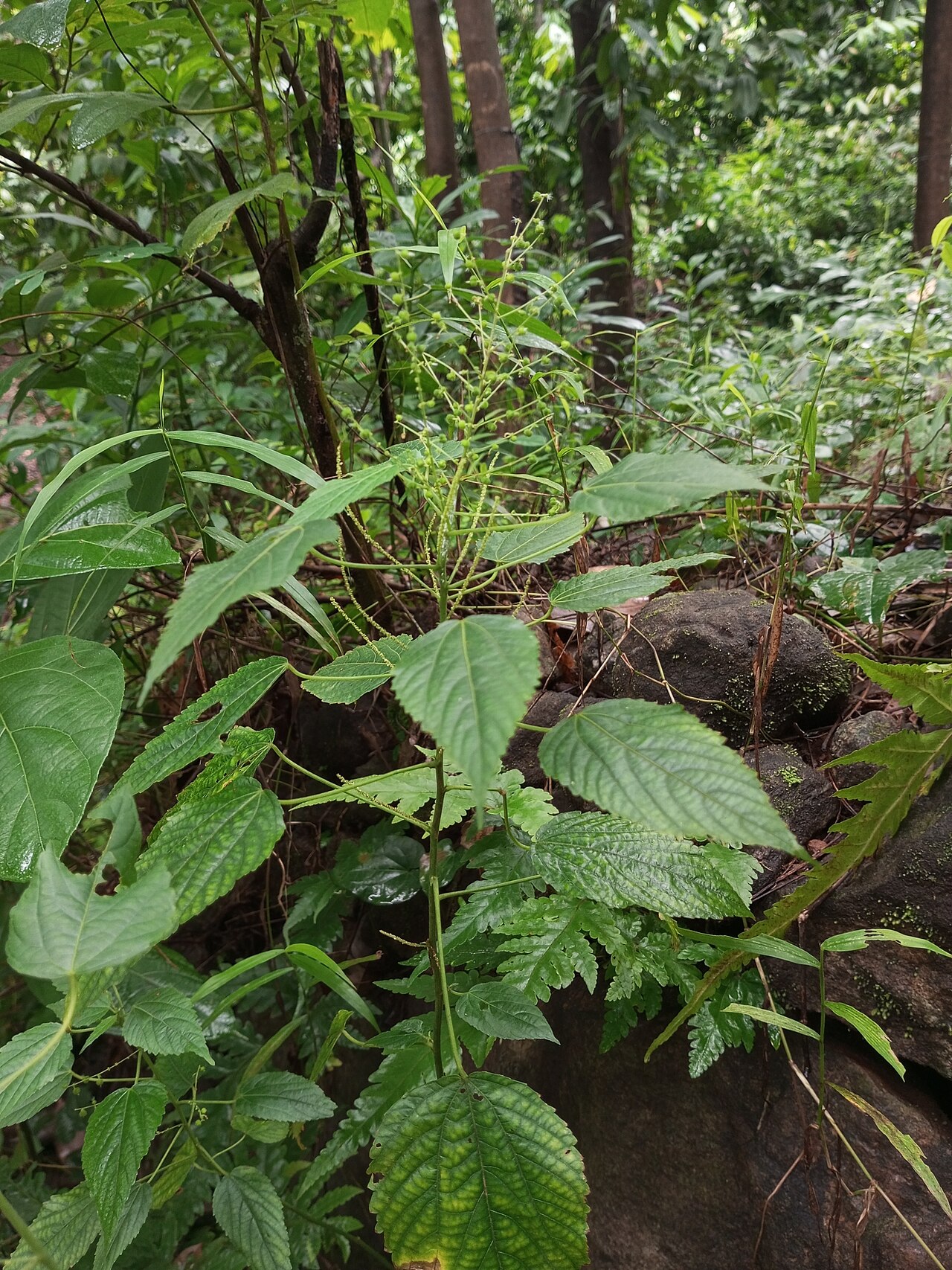 Acalypha paniculata: Nativeplants botanical garden, Pulikurumba